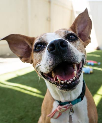Bunnie, a Adoptable mixed breed in Encinitas, CA image 1/6