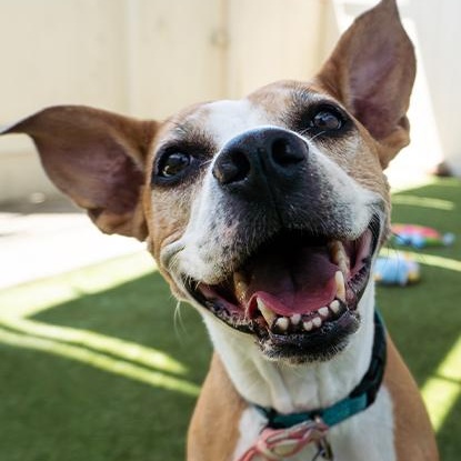 Enlarge Bunnie, an adopted mixed breed in Encinitas, CA image 1/6