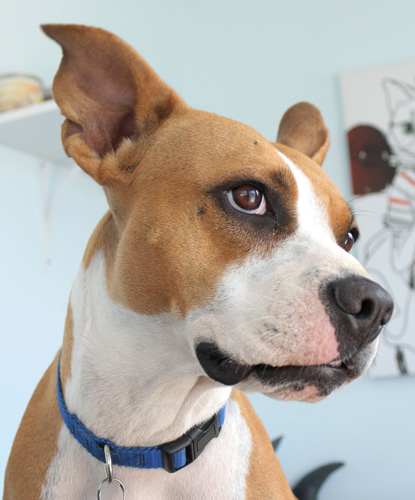 Bunnie, a Adoptable mixed breed in Encinitas, CA image 2/6