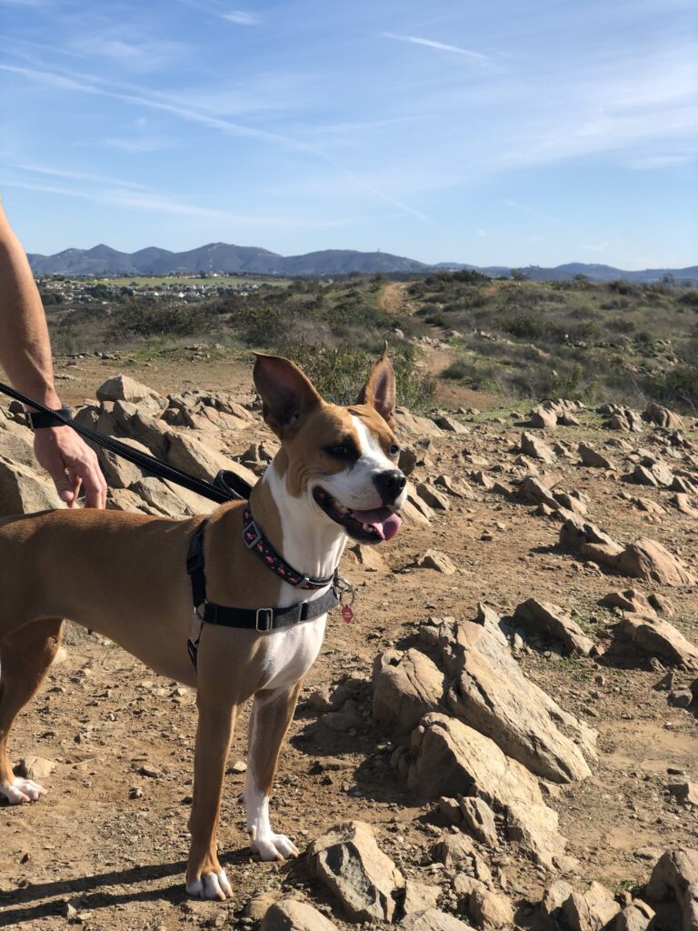 Bunnie, a Adoptable mixed breed in Encinitas, CA image 4/6