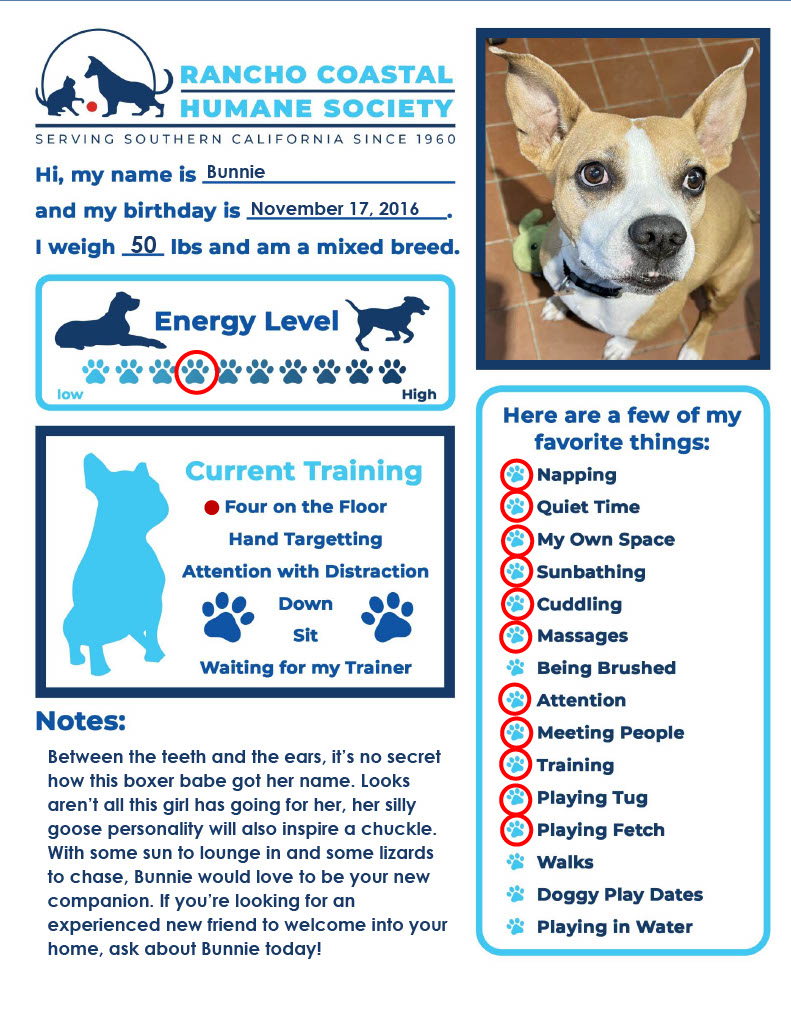 Bunnie, a Adoptable mixed breed in Encinitas, CA image 6/6