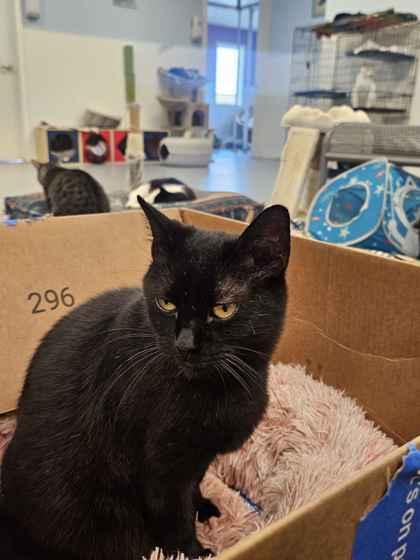 Blippy, Adoptable, Adult Female Domestic Short Hair & Domestic Short Hair.