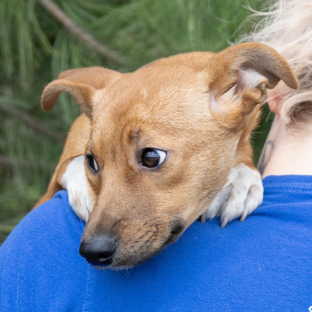 Bambi, Adoptable, Puppy Female Shepherd & Mixed Breed.