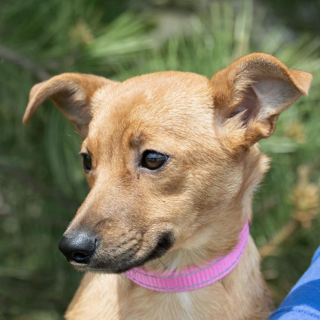 Bambi, a Adoptable mixed breed in Erie, PA image 2/6