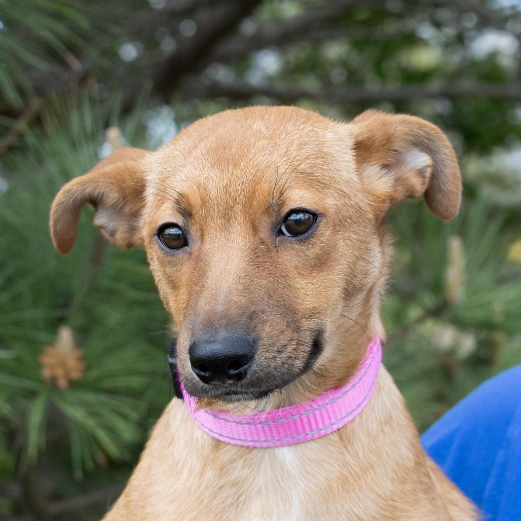 Bambi, a Adoptable mixed breed in Erie, PA image 3/6