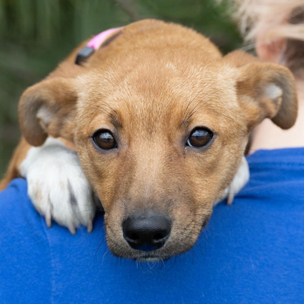 Bambi, a Adoptable mixed breed in Erie, PA image 4/6