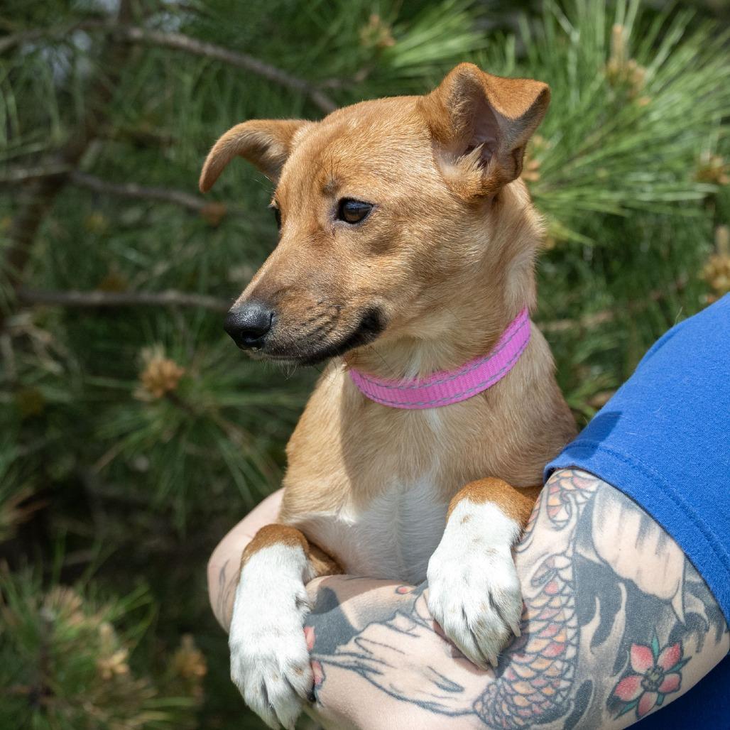Bambi, a Adoptable mixed breed in Erie, PA image 5/6