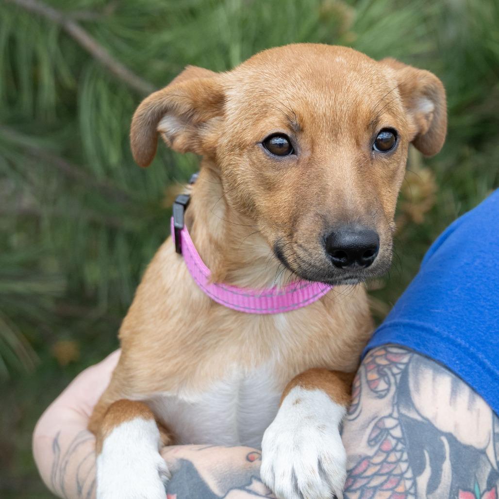 Bambi, a Adoptable mixed breed in Erie, PA image 6/6