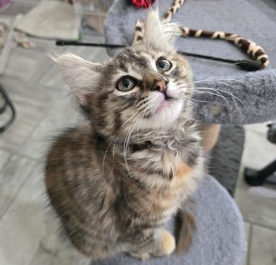 Persephone (Pixie), ADOPTABLE, Kitten Female Domestic Medium Hair.
