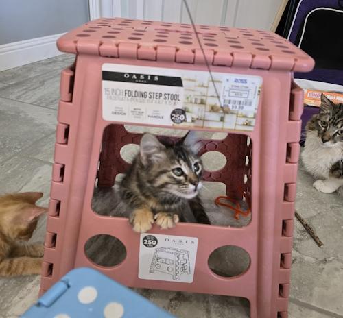 Enlarge Persephone (Pixie), a ADOPTABLE Domestic Medium Hair in Davis, CA image 2/3