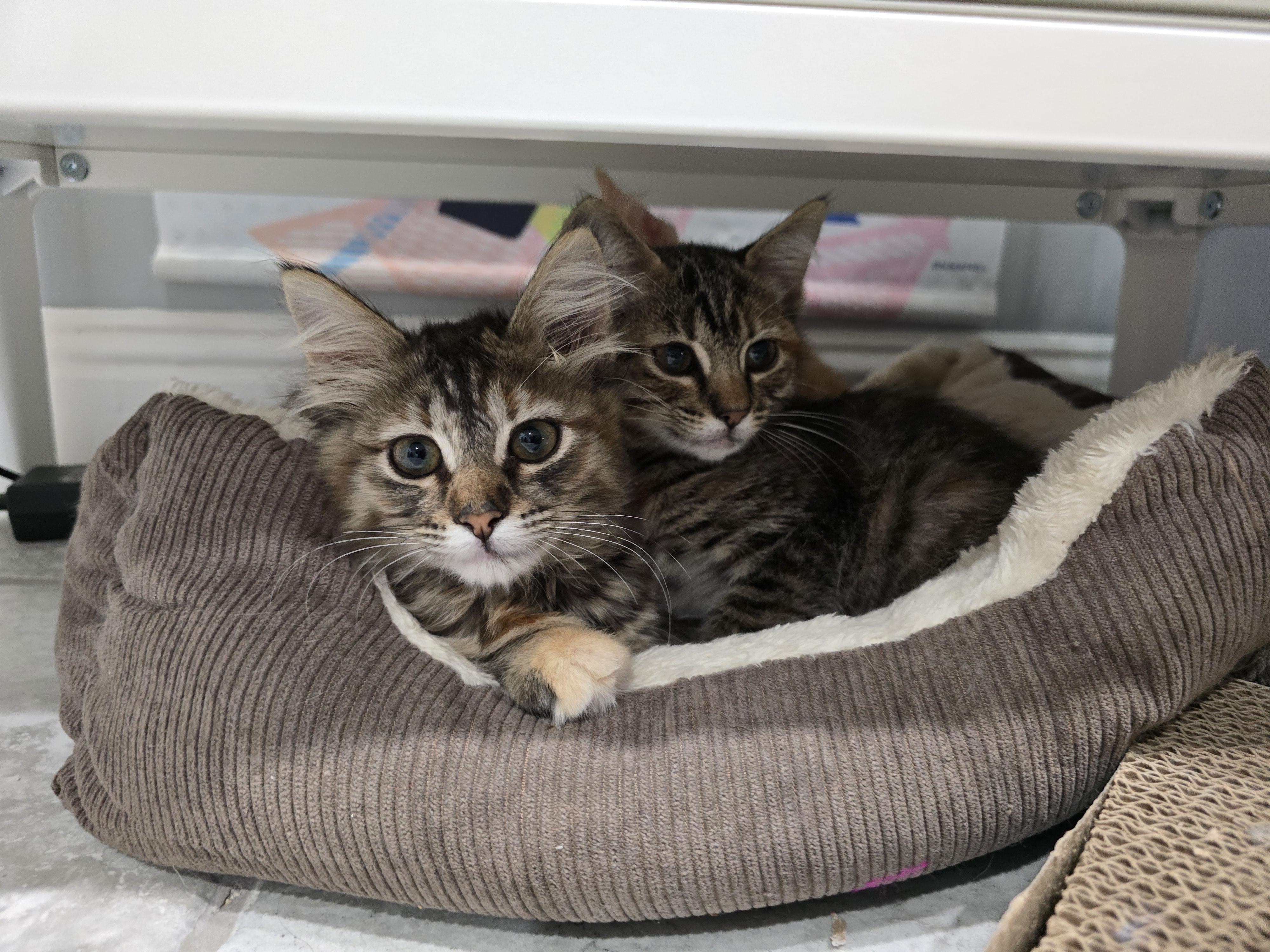 Enlarge Persephone (Pixie), a ADOPTABLE Domestic Medium Hair in Davis, CA image 3/3