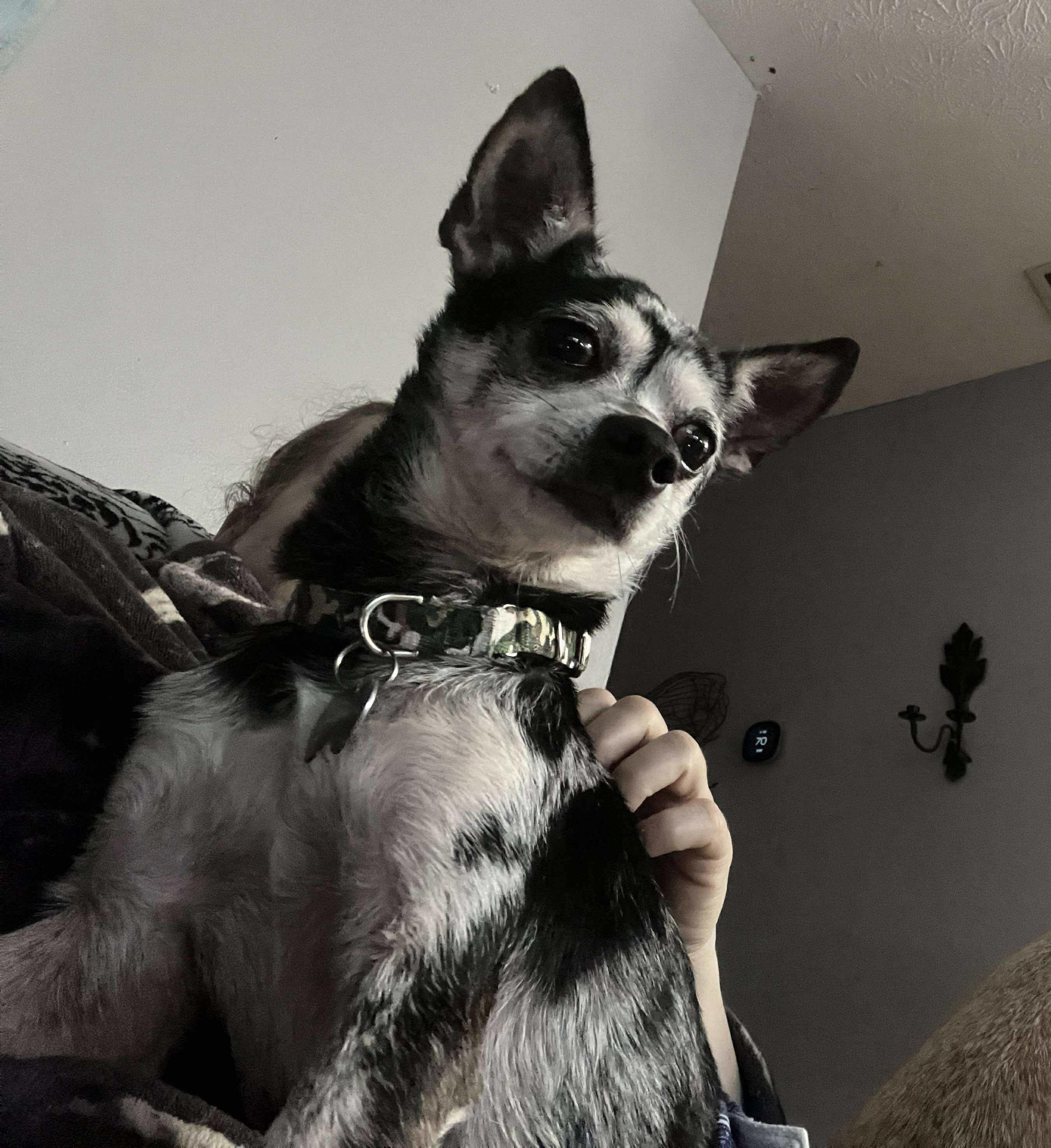 Pom - the quirky, grumbly little lovebug who will steal your heart, Adopted, Adult Male Chihuahua.