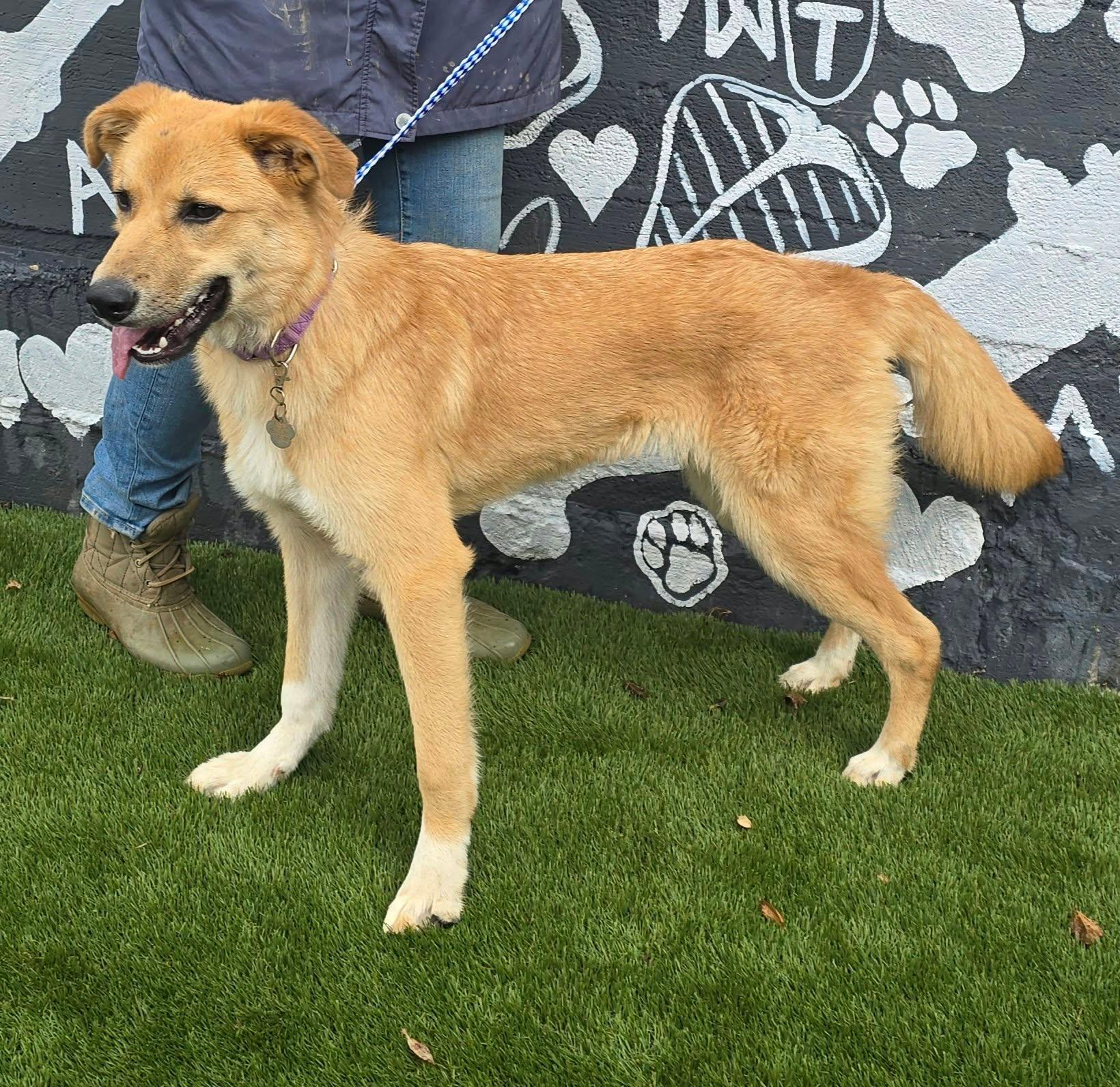Enlarge Salem, a Adopted mixed breed in Newport, TN image 2/5