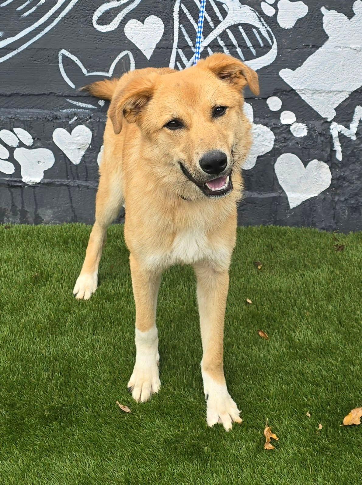 Enlarge Salem, a Adopted mixed breed in Newport, TN image 3/5