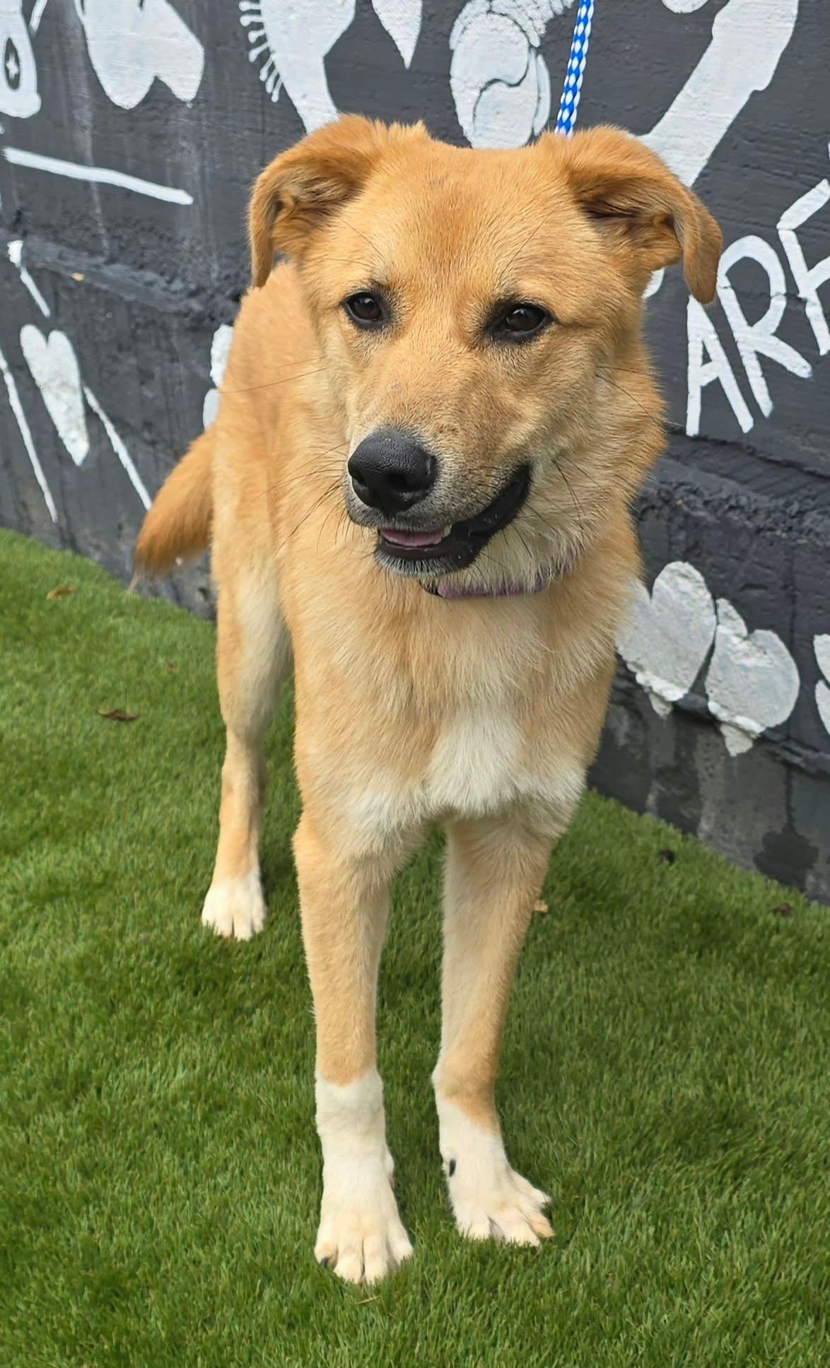 Enlarge Salem, a Adopted mixed breed in Newport, TN image 4/5