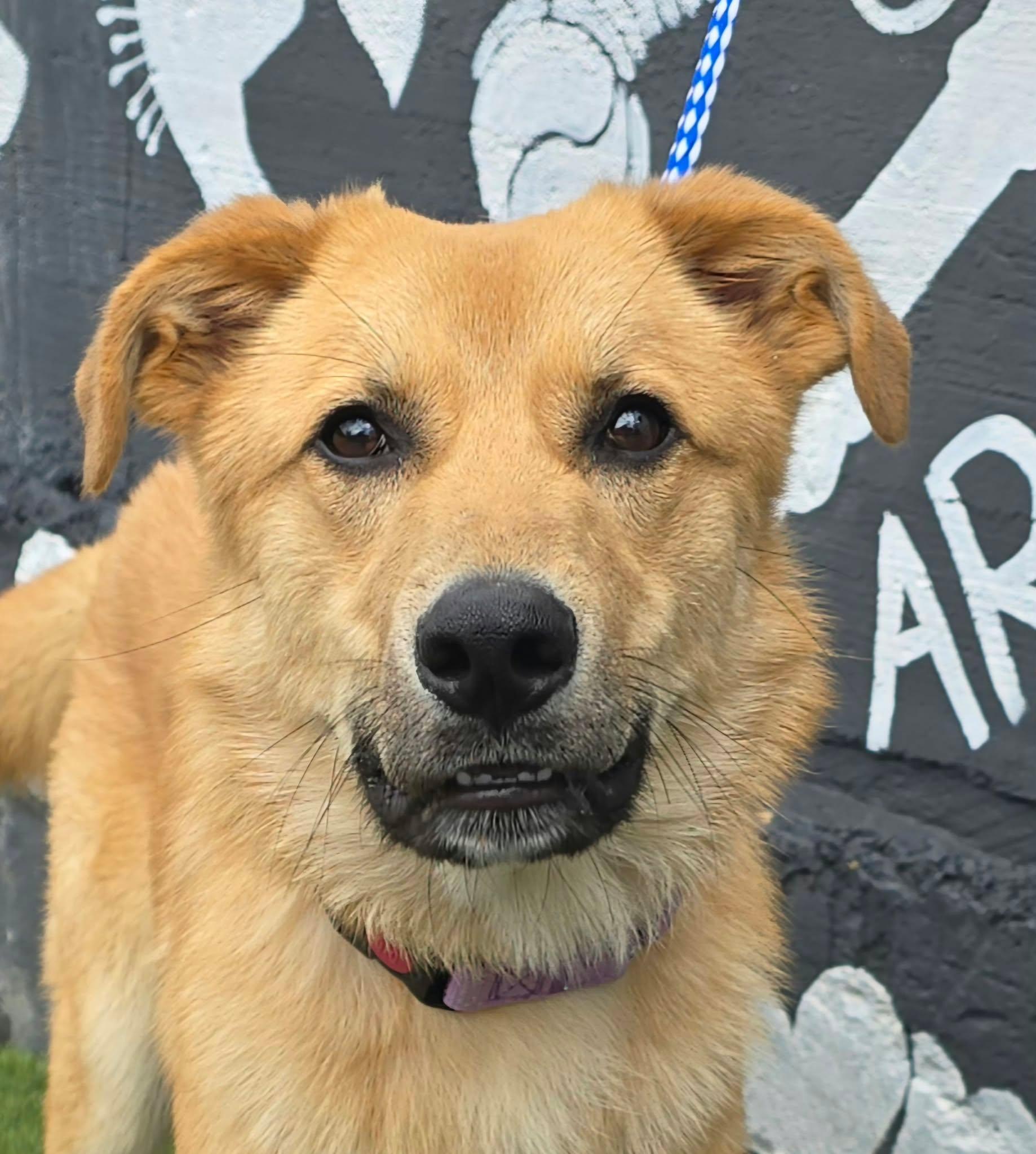 Enlarge Salem, a Adopted mixed breed in Newport, TN image 5/5