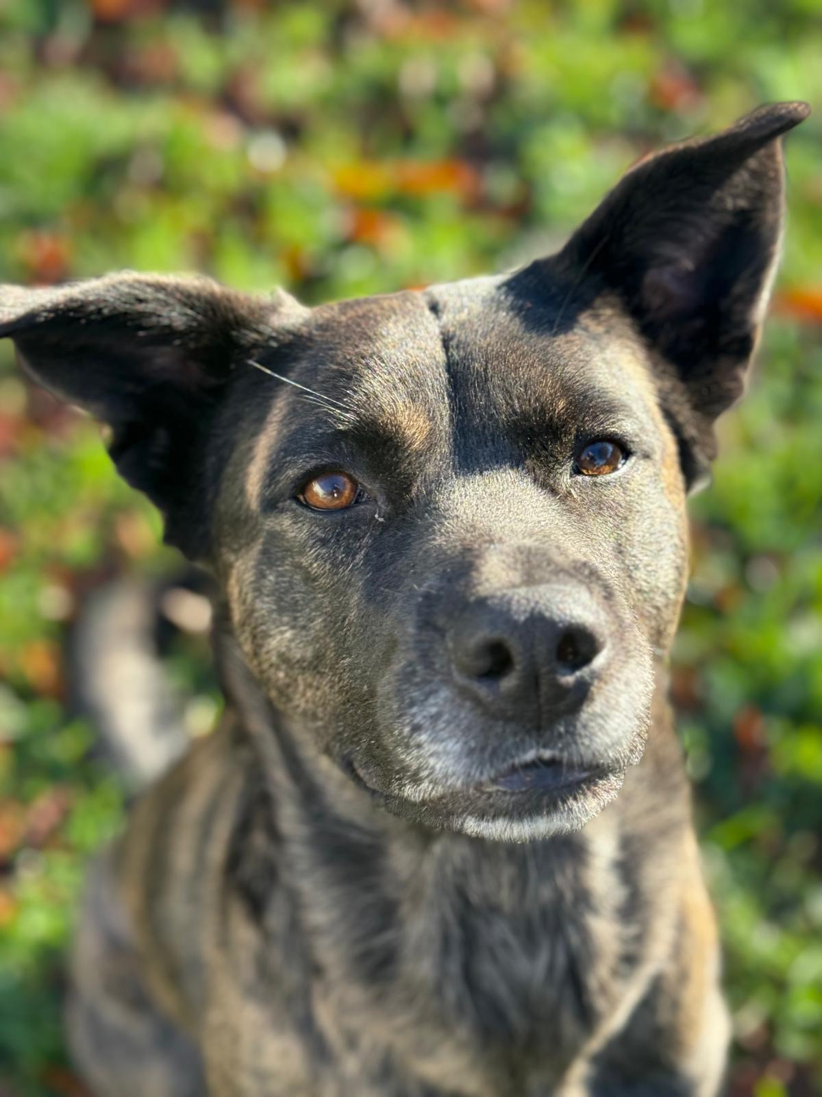 Skona, a Adoptable mixed breed in Vancouver, BC image 1/4