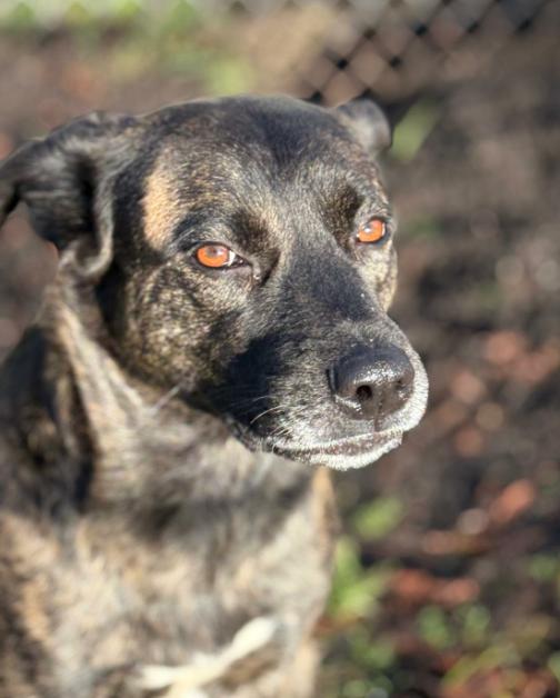 Skona, a Adoptable mixed breed in Vancouver, BC image 2/4