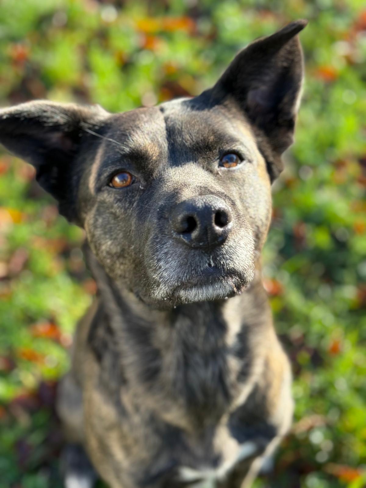 Skona, a Adoptable mixed breed in Vancouver, BC image 3/4