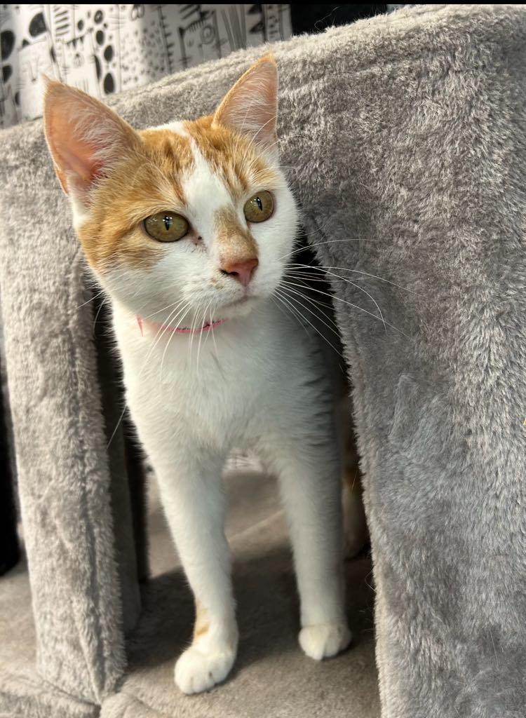 Enlarge Marigold, a ADOPTABLE Domestic Short Hair in Cortland, OH image 3/3