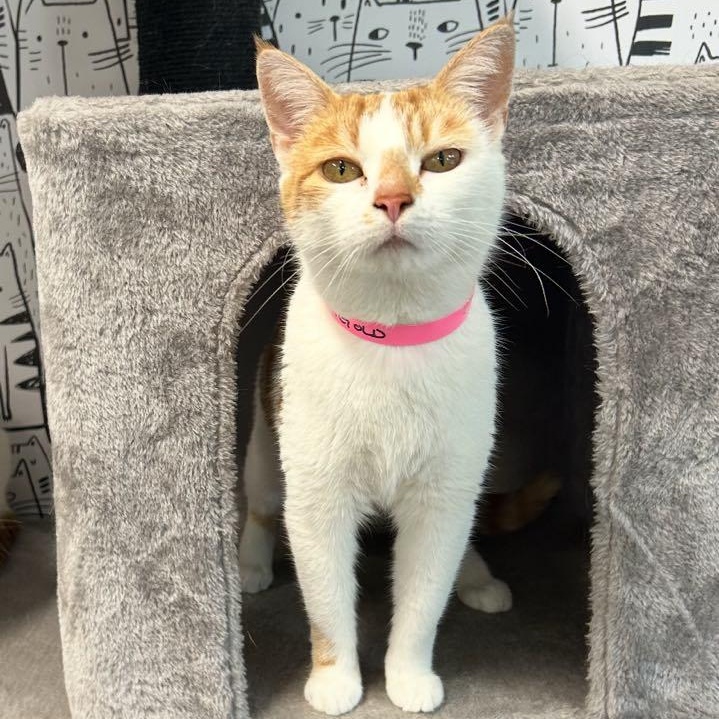 Marigold, ADOPTABLE, Adult Female Domestic Short Hair.