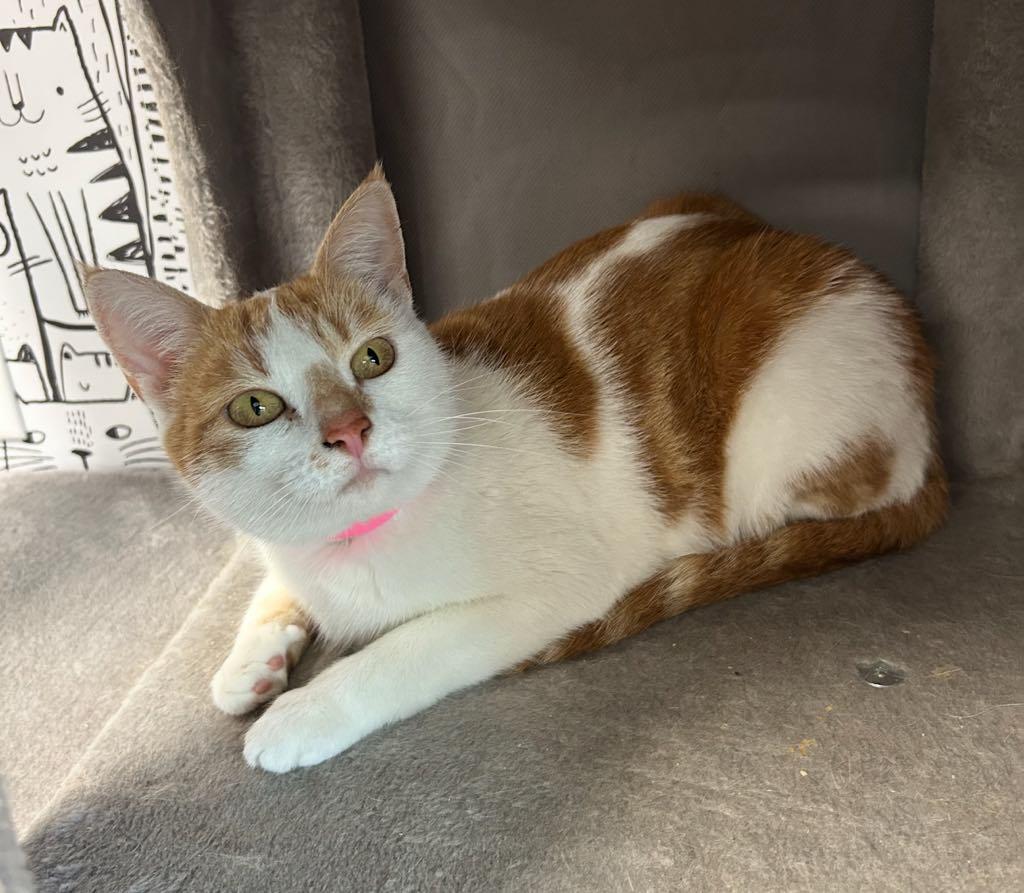 Enlarge Marigold, a ADOPTABLE Domestic Short Hair in Cortland, OH image 2/3