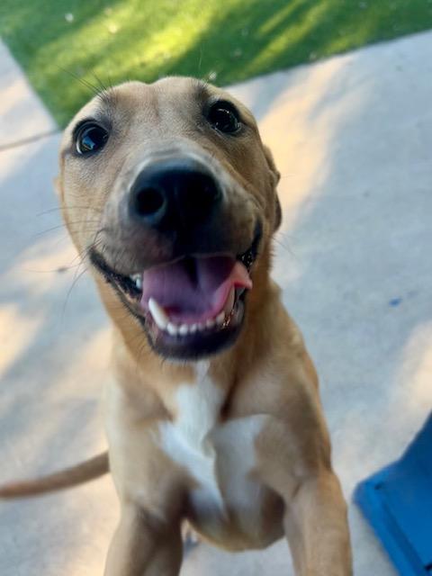 Enlarge Maggie, a Adoptable mixed breed in Allen, TX image 2/3