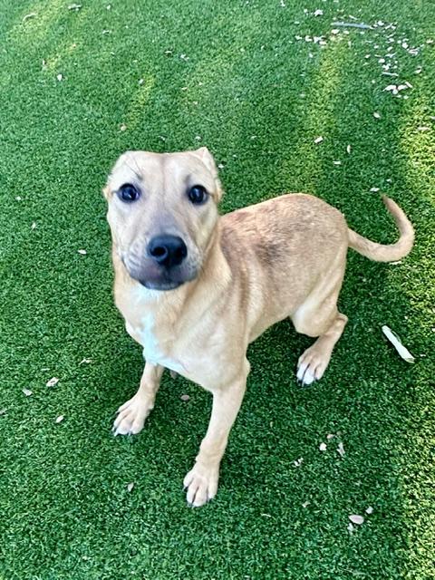 Maggie, Adoptable, Adult Female Terrier.