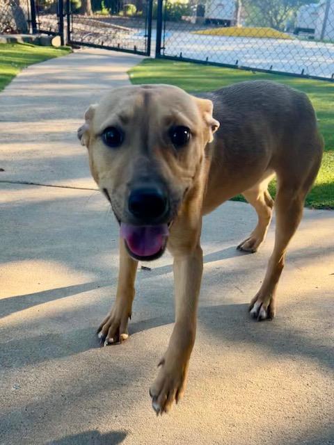 Enlarge Maggie, a Adoptable mixed breed in Allen, TX image 3/3
