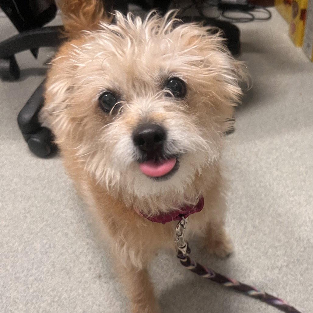 Peaches, Adopted, Young Female Cairn Terrier.