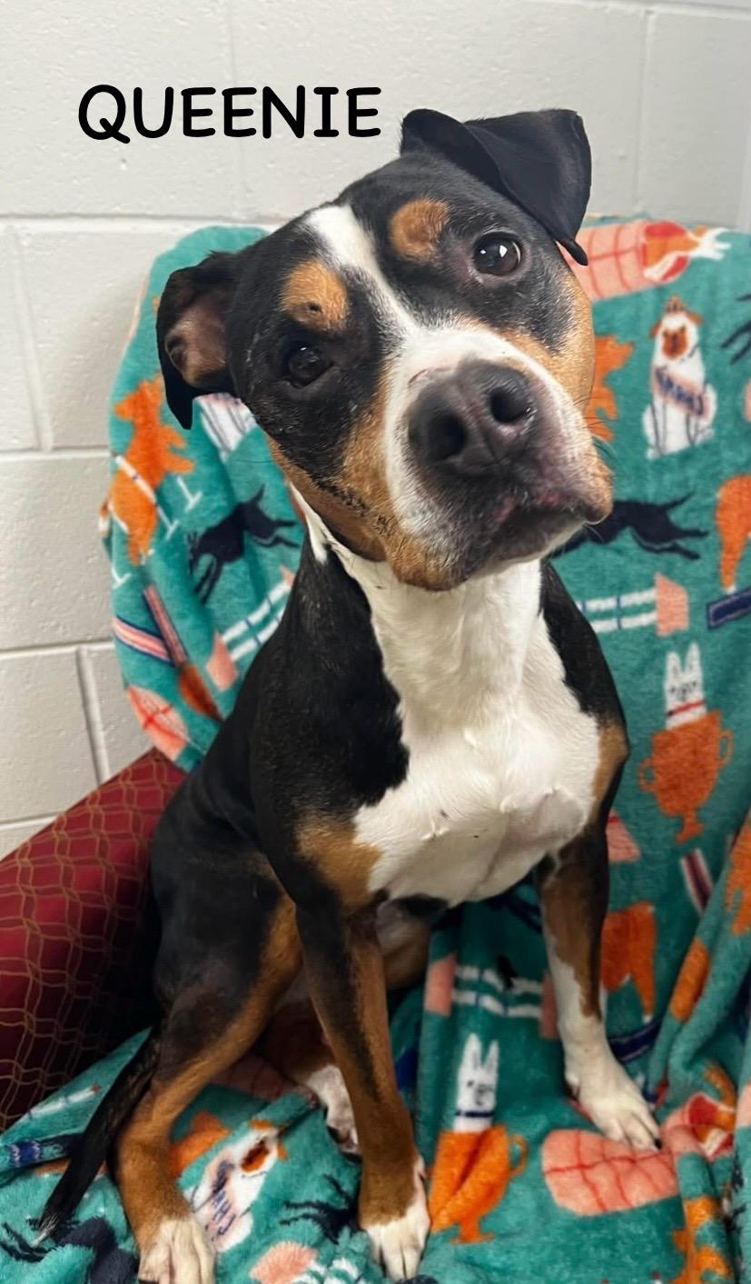Enlarge QUEENIE, a ADOPTABLE mixed breed in Bowling Green, OH image 6/6