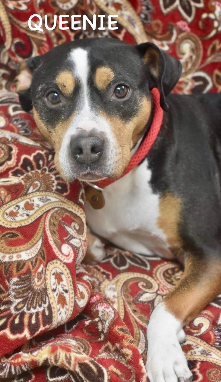 Enlarge QUEENIE, a ADOPTABLE mixed breed in Bowling Green, OH image 5/6