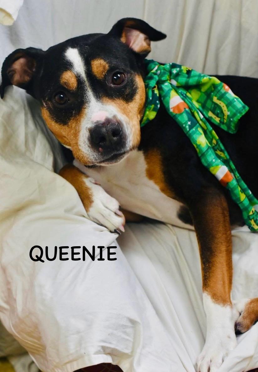 Enlarge QUEENIE, a ADOPTABLE mixed breed in Bowling Green, OH image 3/6