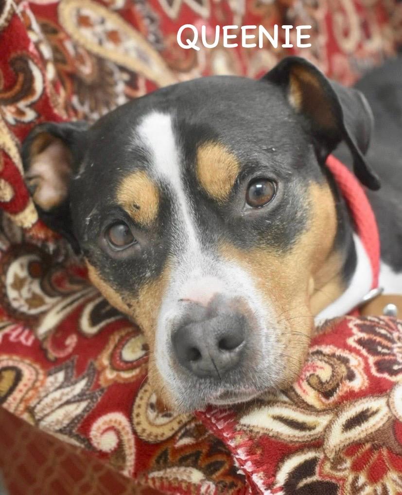 Enlarge QUEENIE, a ADOPTABLE mixed breed in Bowling Green, OH image 2/6