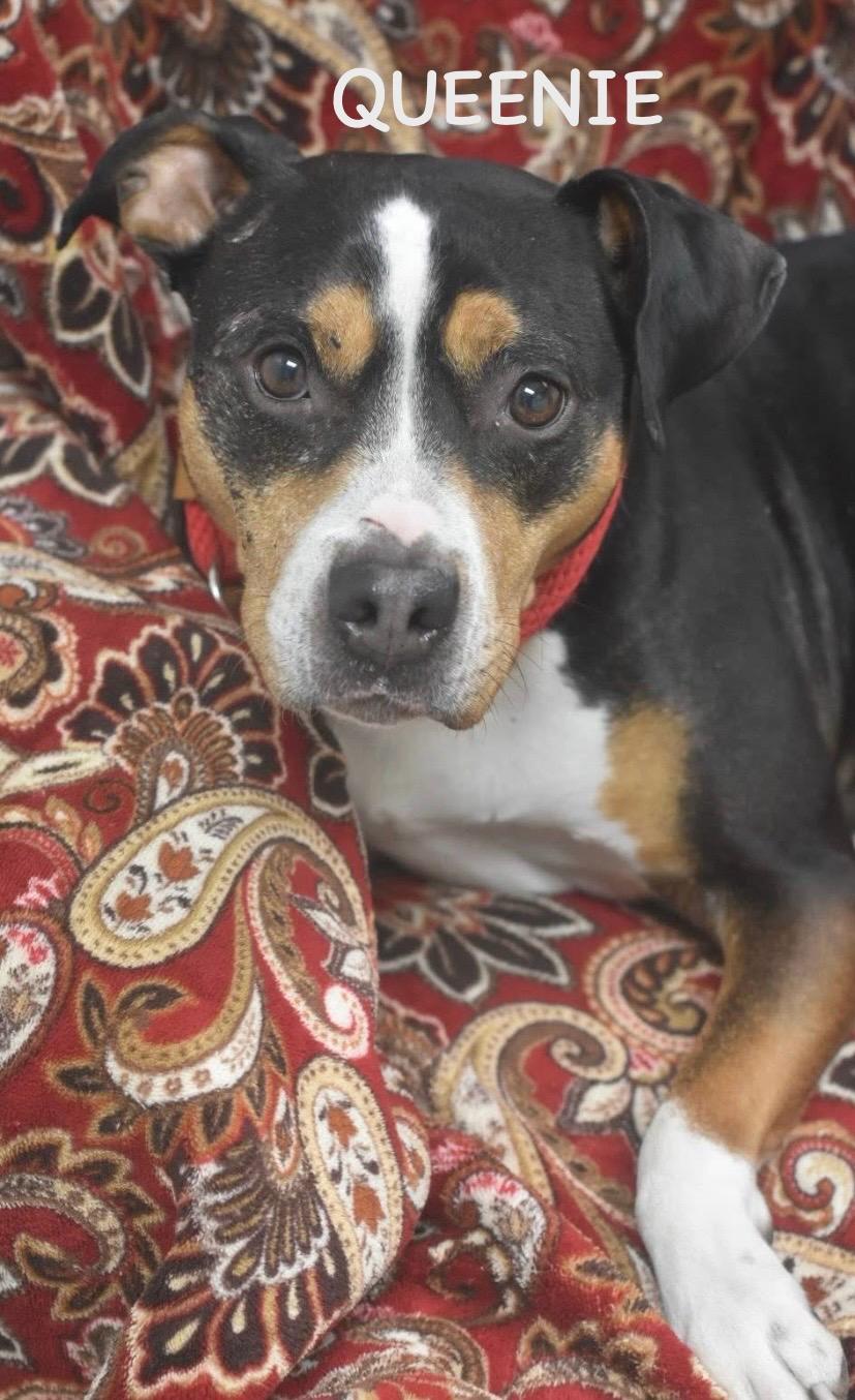 Enlarge QUEENIE, a ADOPTABLE mixed breed in Bowling Green, OH image 4/6