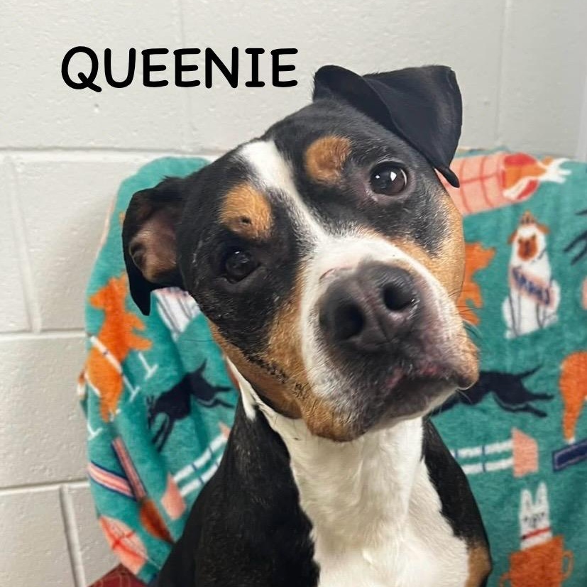 Enlarge QUEENIE, a ADOPTABLE mixed breed in Bowling Green, OH image 1/6