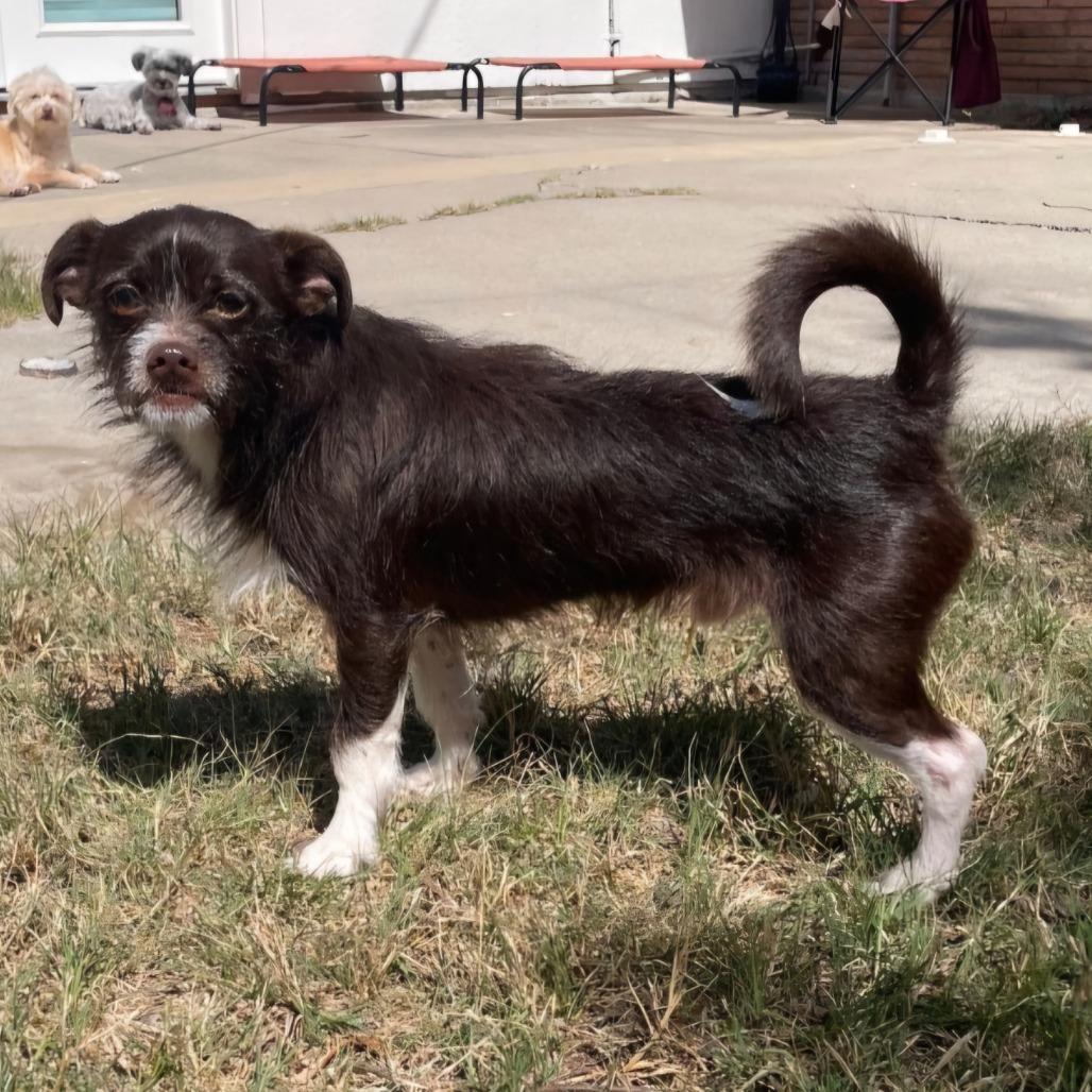 Enlarge Ozzy, a Adoptable mixed breed in Rockford, IL image 1/5