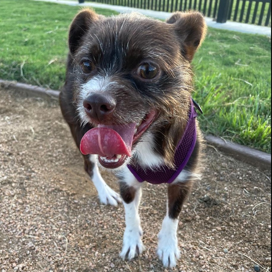 Enlarge Ozzy, a Adoptable mixed breed in Rockford, IL image 4/5
