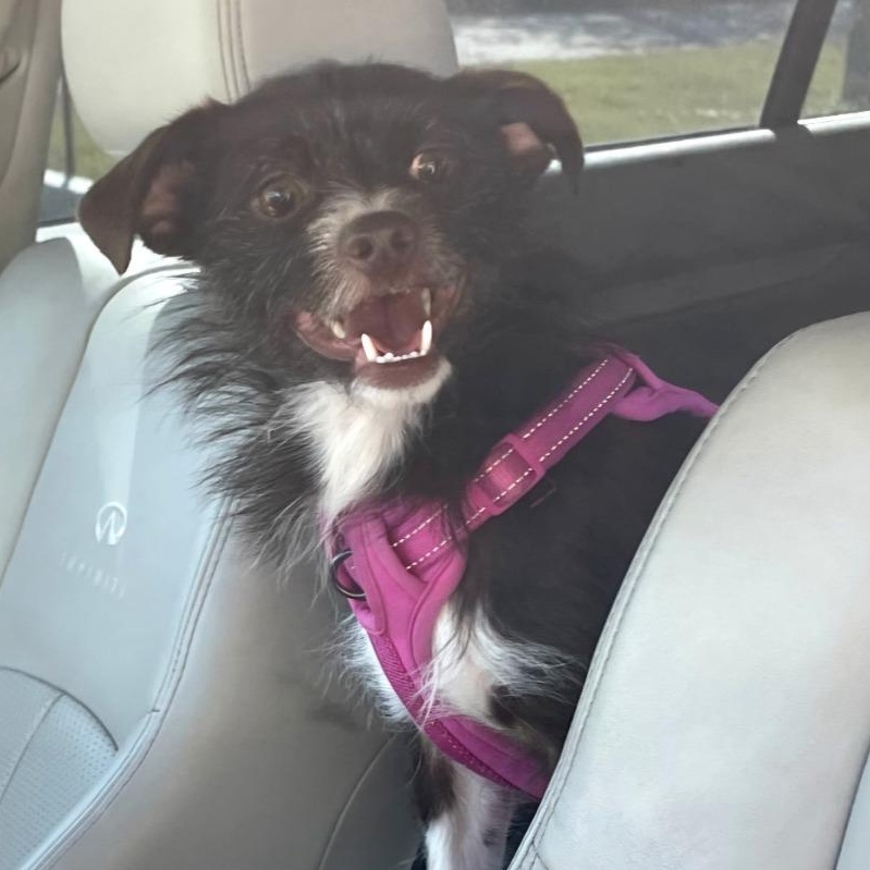 Enlarge Ozzy, a Adoptable mixed breed in Rockford, IL image 5/5