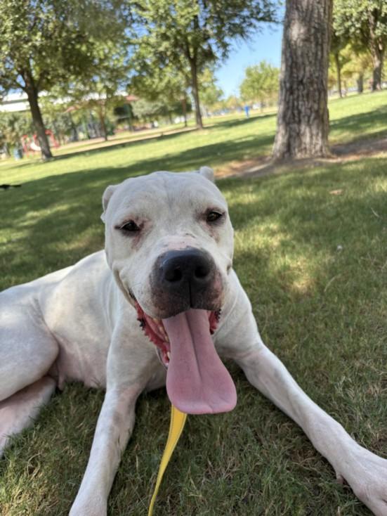 NILA, Adoptable, Adult Female Pit Bull Terrier & Poodle.