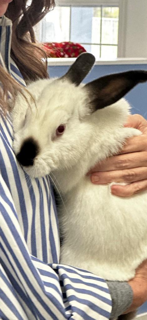 Enlarge Stoner, a Adopted American in Cambridge, MD image 1/1