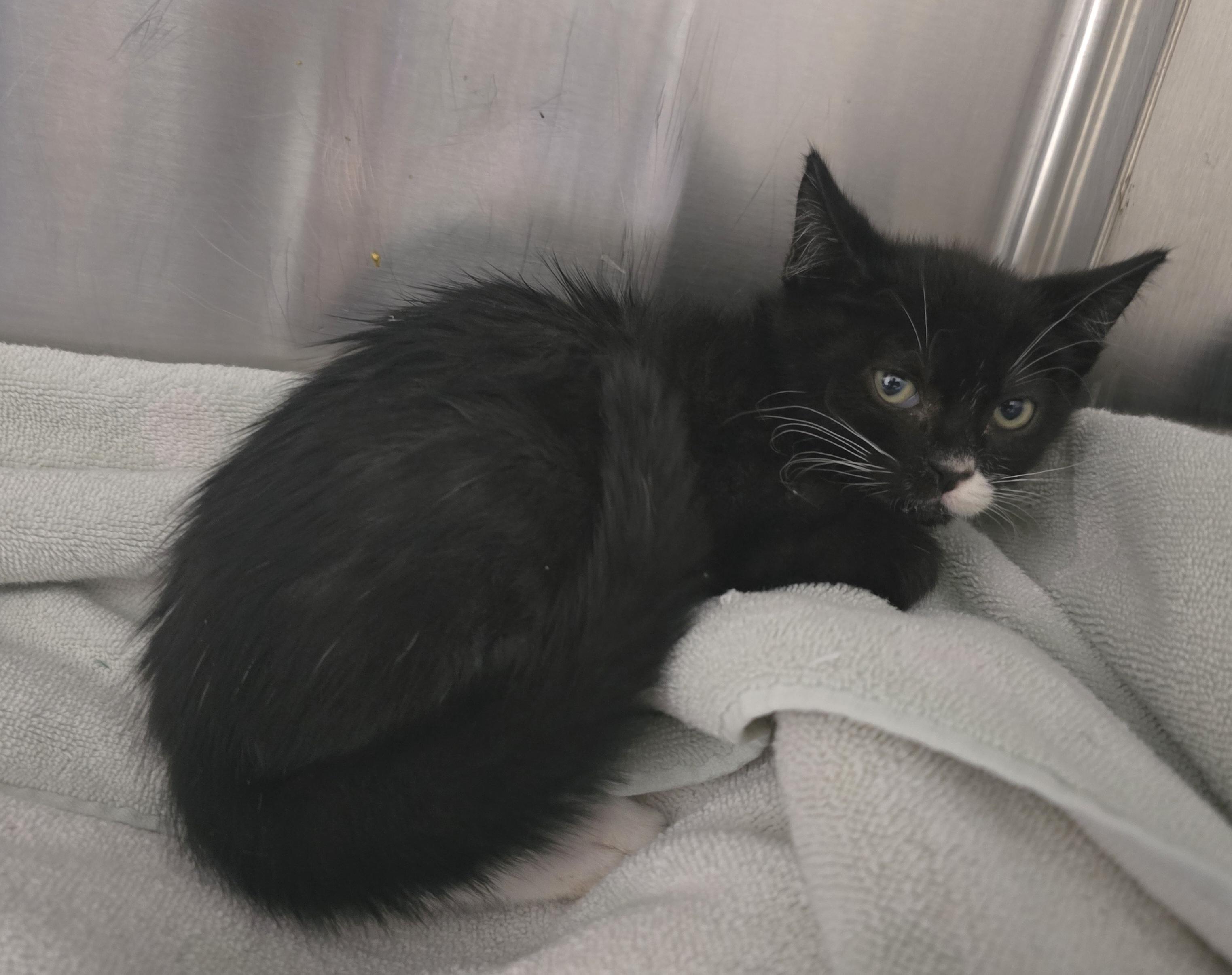 Jeremy, adopted, Young Male Domestic Short Hair.