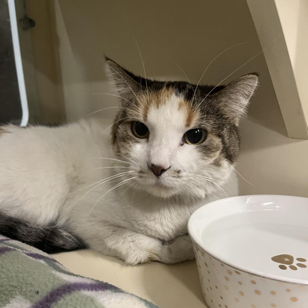 Dott, Adoptable, Adult Female Domestic Short Hair.