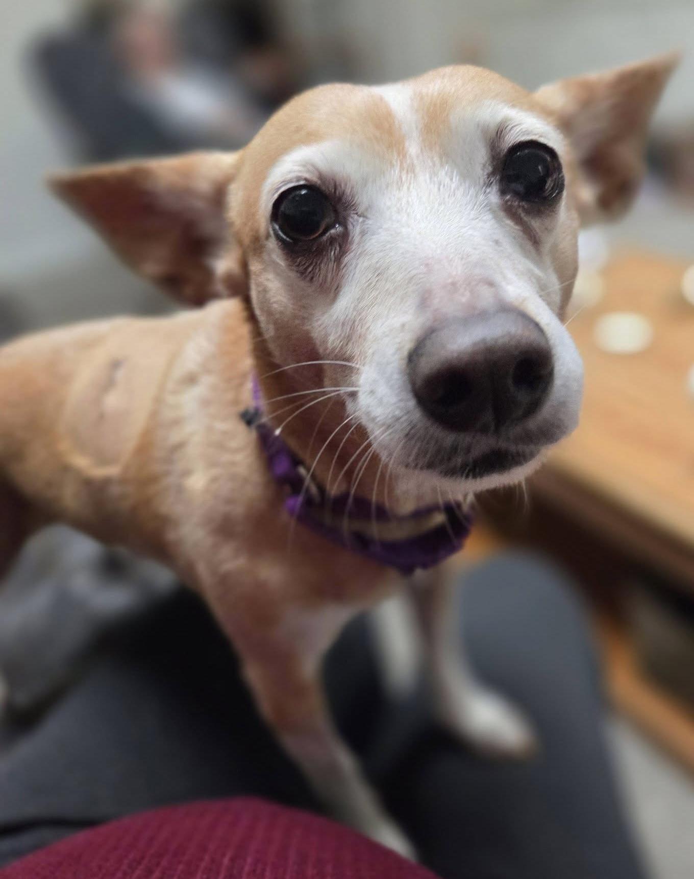 Layla, adoptable, Adult Female Chihuahua & Italian Greyhound.