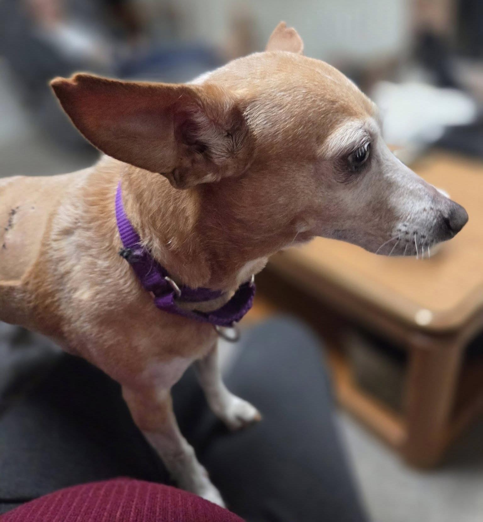 Enlarge Layla, an adoptable mixed breed in Grosse Pointe Park, MI image 3/4