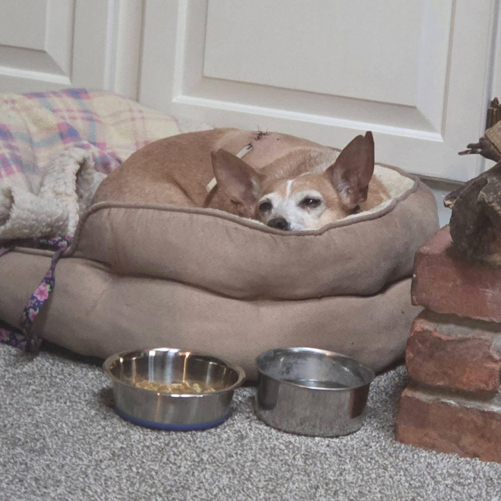 Enlarge Layla, an adoptable mixed breed in Grosse Pointe Park, MI image 2/4