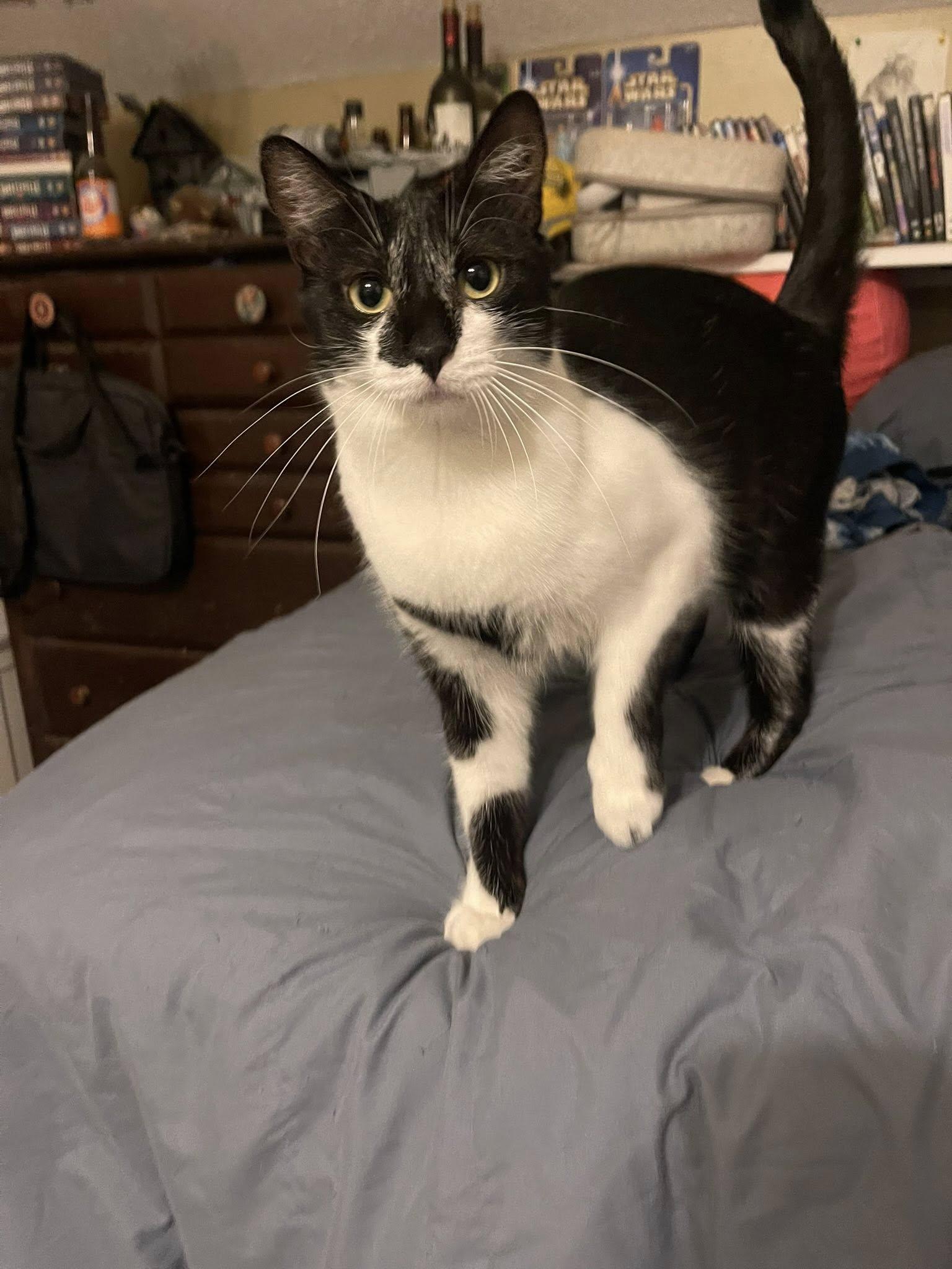 Nesta, Adoptable, Young Female Domestic Short Hair.