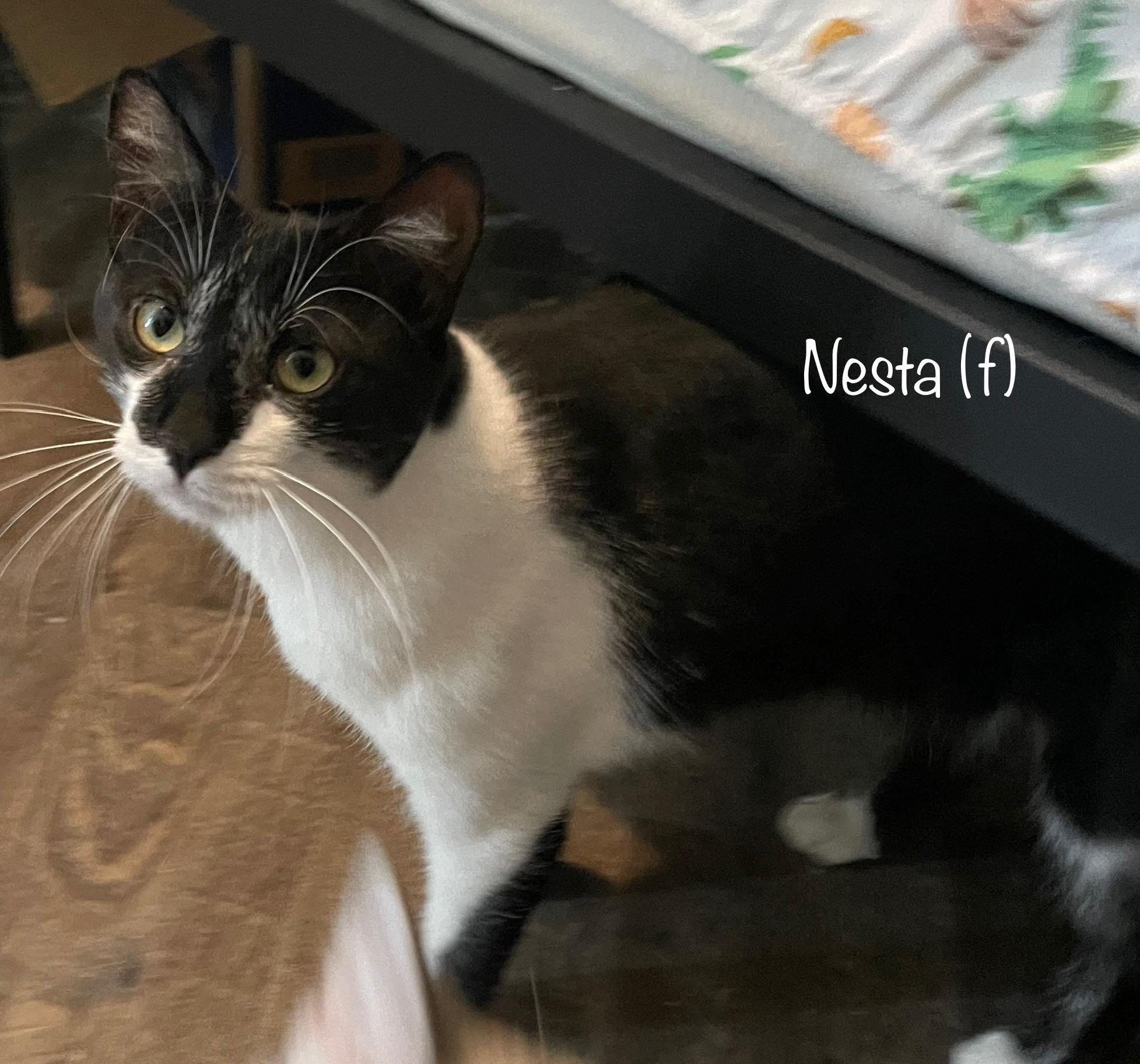 Nesta, a Adoptable Domestic Short Hair in Clarksville, TN image 3/3