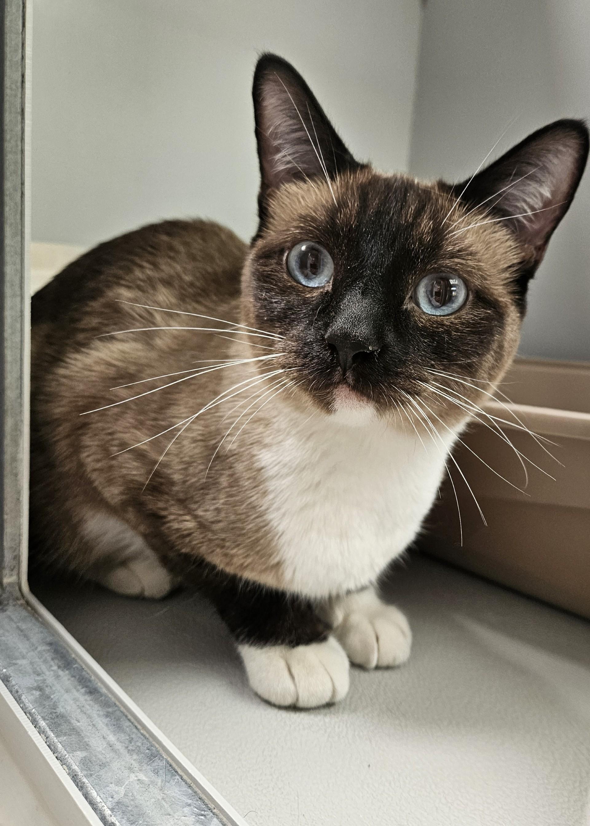 61946366, Adoptable, Adult Female Siamese.