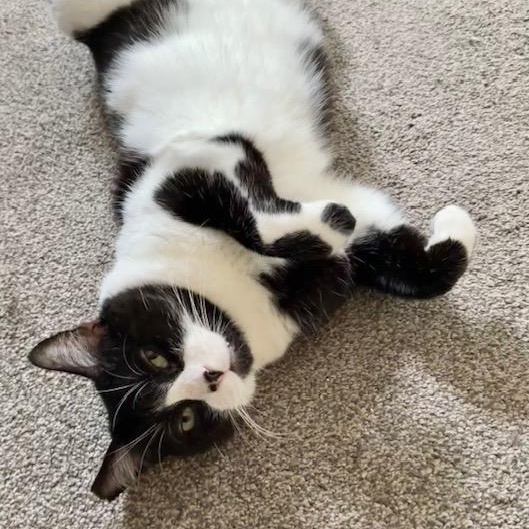 Enlarge Stud Muffin , an adoptable mixed breed in Benicia, CA image 5/6